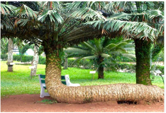 a creeping palm tree