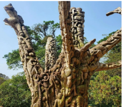 a tree at aburi botanical gardens