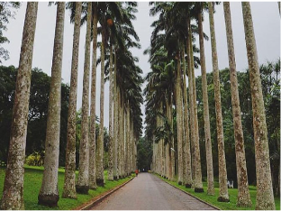 palm trees at aburi botanical gardens