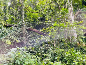 ferns at the atewa forrest