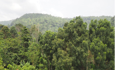 trees at atewa forrest