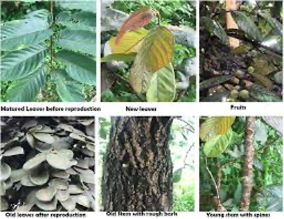 a collage of plants at the centre for plant and medicine research