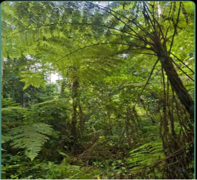 Tree fern at atewa forest