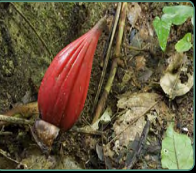 grains of paradise at atewa forest